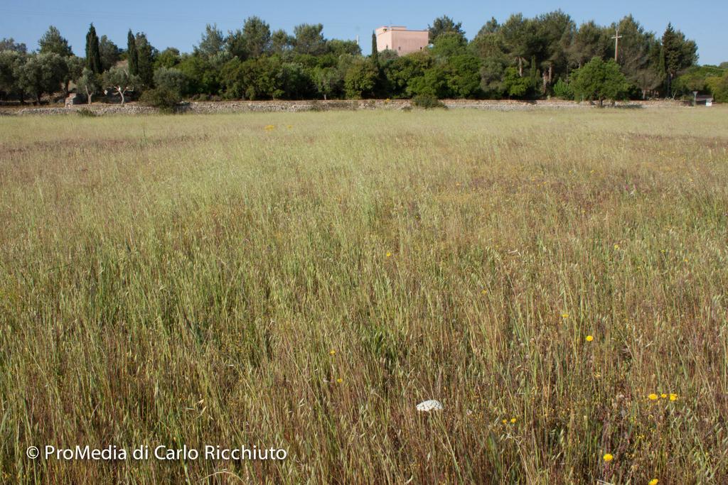 Masseria Moresano Bed and Breakfast Ugento Esterno foto